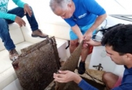 Equipe do IMA constata ausência do coral-sol na capital alagoana